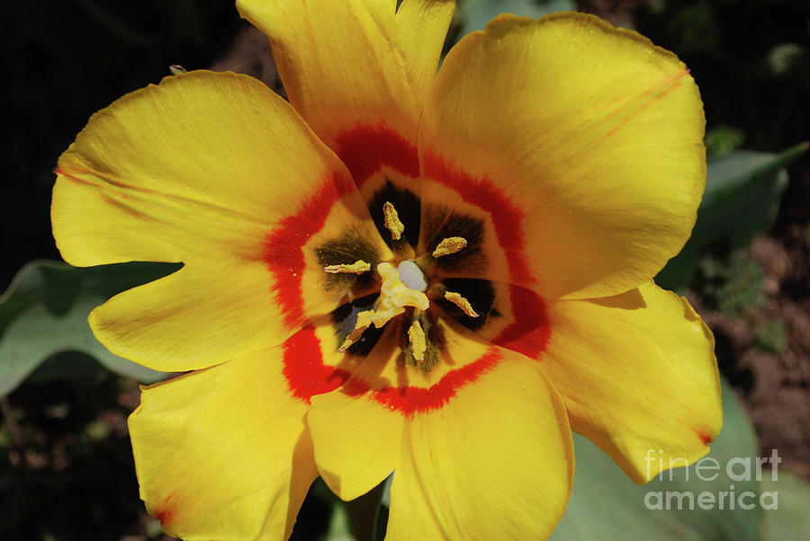 Gorgeous Look at the Center of a Yellow Tulip Photograph by DejaVu Designs
