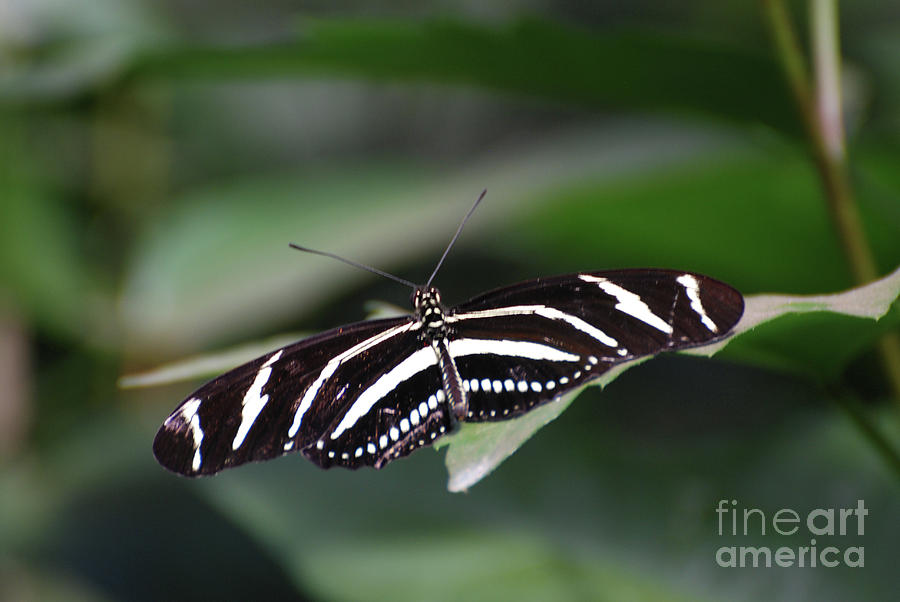 Gorgeous Look at the Wingspan of a Zebra Butterfly Photograph by DejaVu Designs