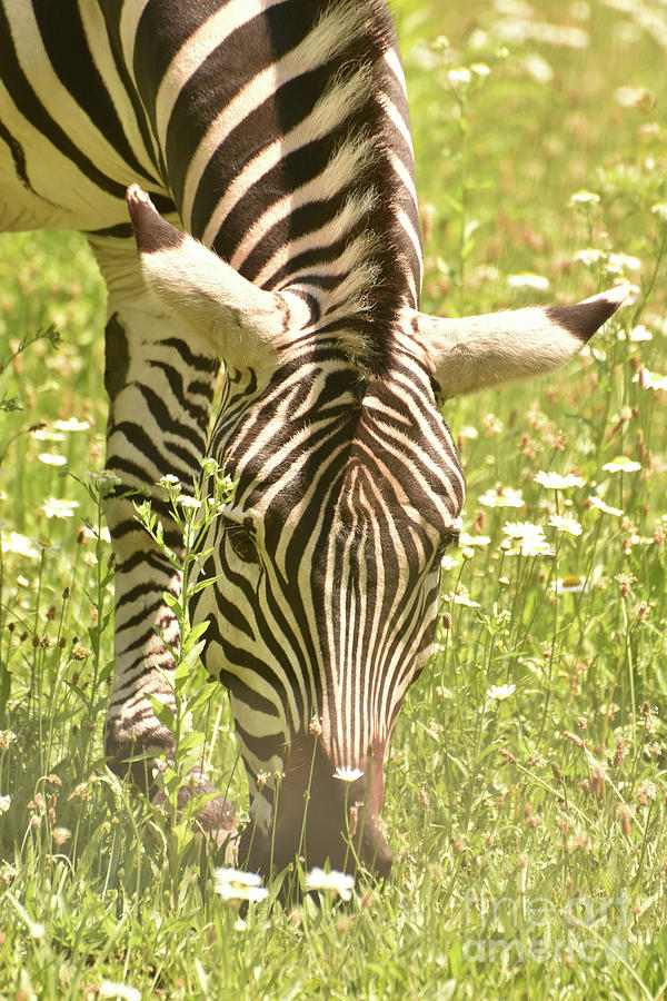 Gorgeous Mane of an Adorable Striped Zebra Photograph by DejaVu Designs