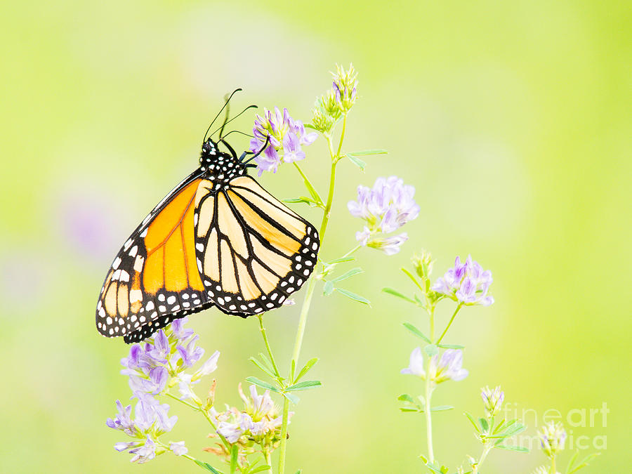 Gorgeous Monarch Butterfly Photograph by Cheryl Baxter