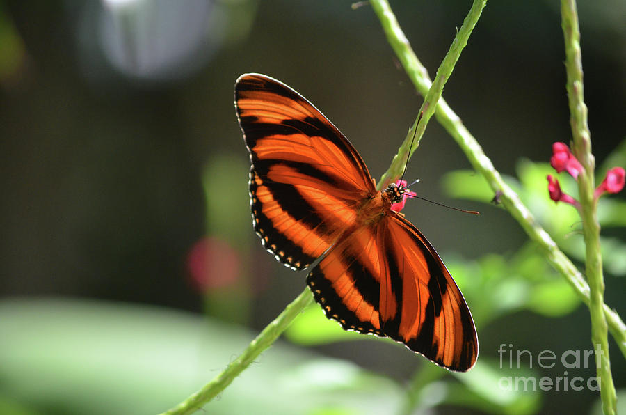 Gorgeous Orange and Black Oak Tiger Butterfly Photograph by DejaVu Designs