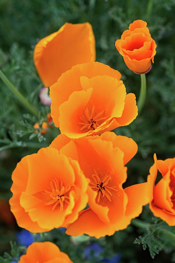 Spring Photograph - Gorgeous Orange California Poppies by Lynn Bauer