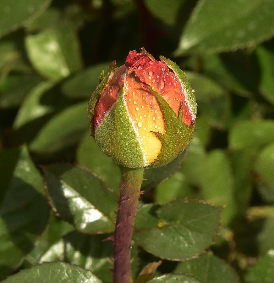 Gorgeous Orange Rose Bud Photograph by Linda Brody