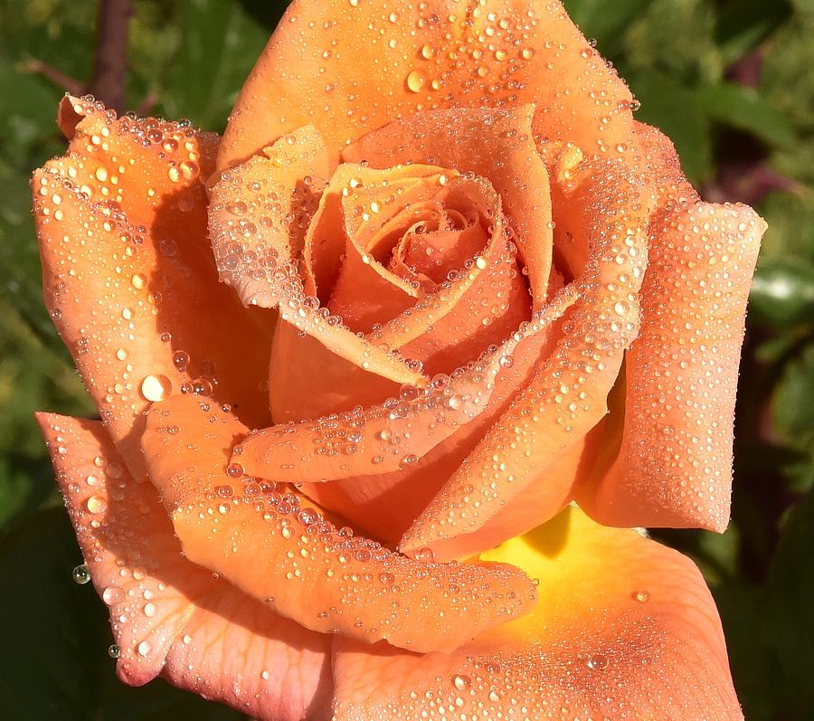 Gorgeous Orange Rose Macro I Photograph by Linda Brody
