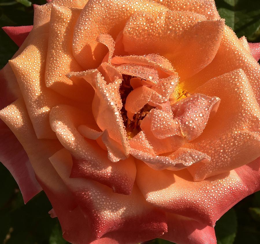 Gorgeous Orange Rose Macro III Photograph by Linda Brody
