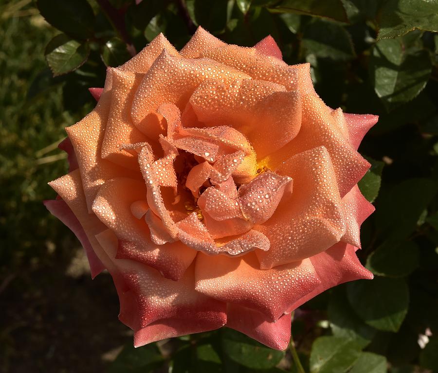 Gorgeous Orange Rose Macro IV Photograph by Linda Brody