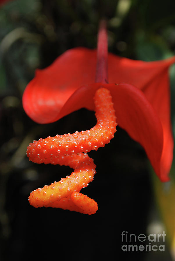Gorgeous Orange Tropical Flower Blossom Photograph by DejaVu Designs