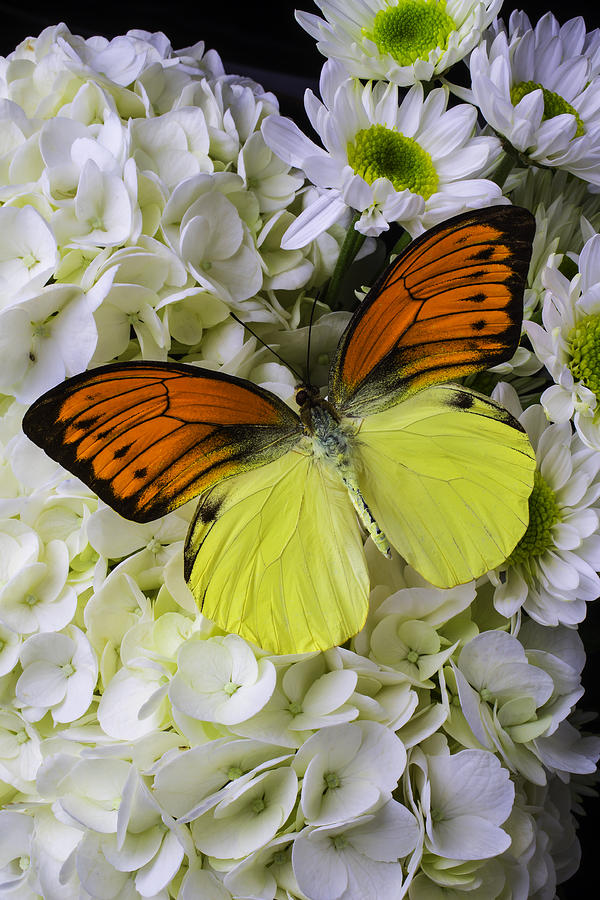 Gorgeous Orange Yellow Butterfly Photograph by Garry Gay
