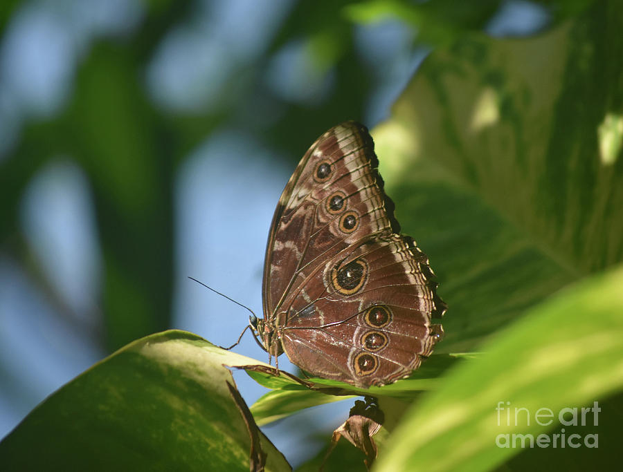 Gorgeous Owl Butterfly With His Wings Closed Photograph by DejaVu ...