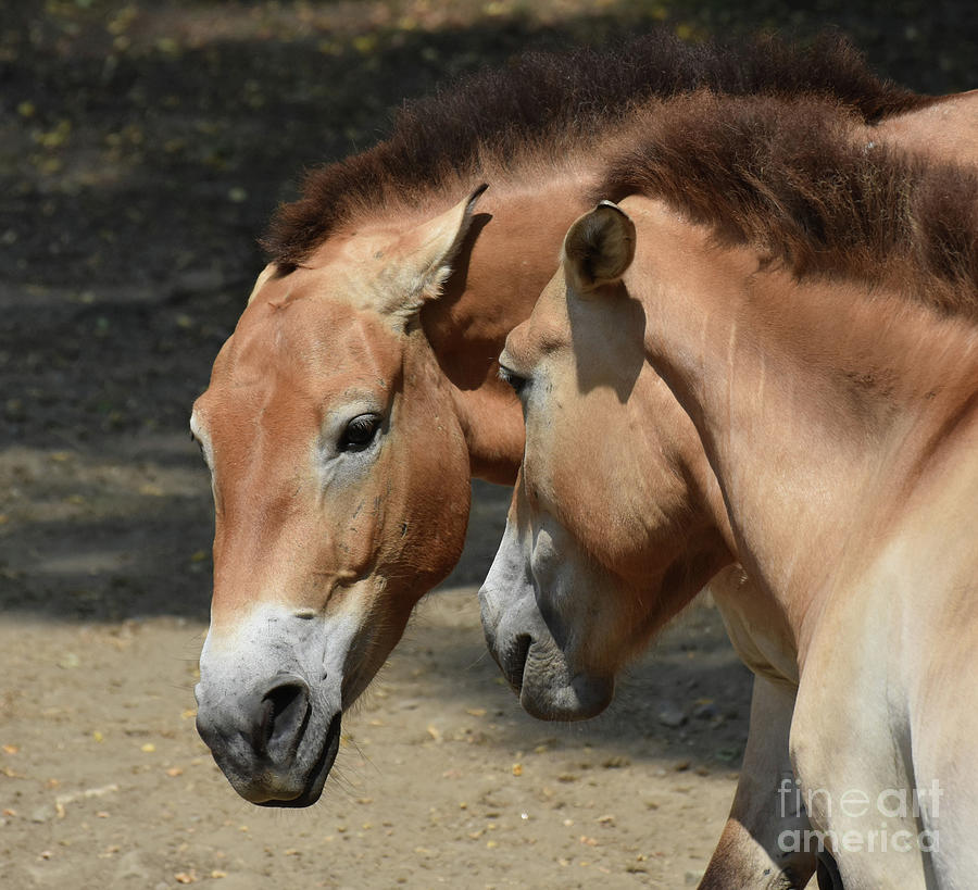 Gorgeous Pair of Mongolian Horses in the Summer Photograph by DejaVu Designs