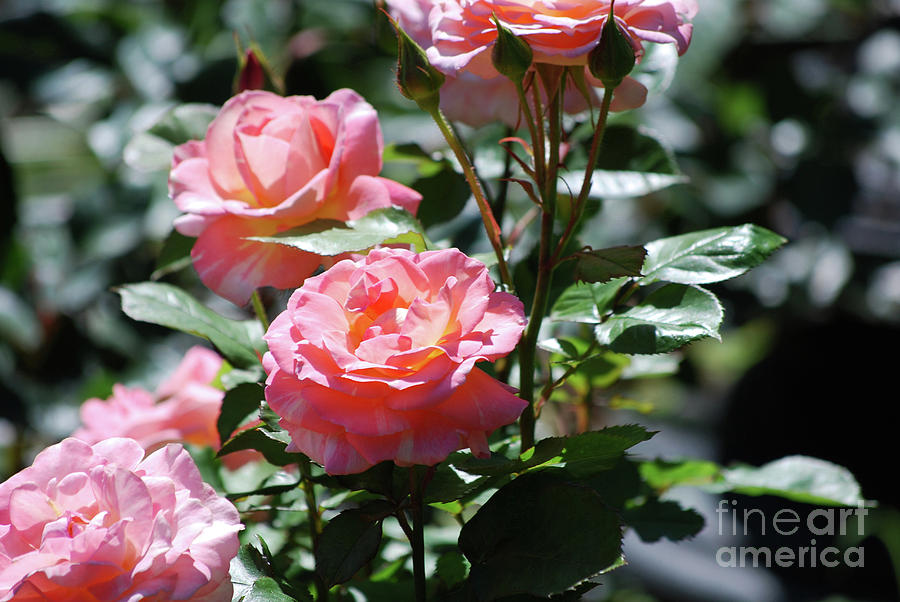 Gorgeous Pale Pink Roses Blooming in a Rose garden Photograph by DejaVu Designs