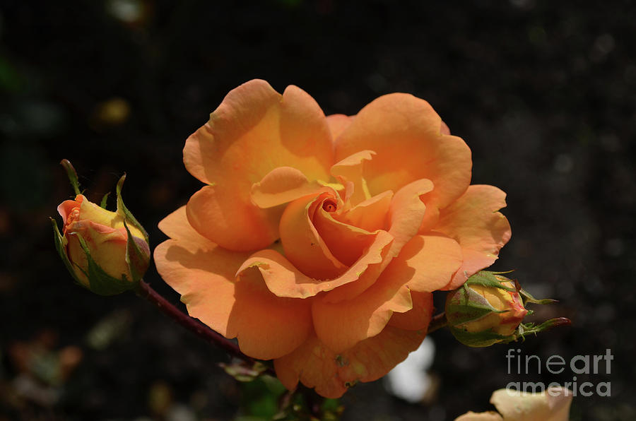 Gorgeous Peach Rose Blossom with Rosebuds in a Garden Photograph by DejaVu Designs