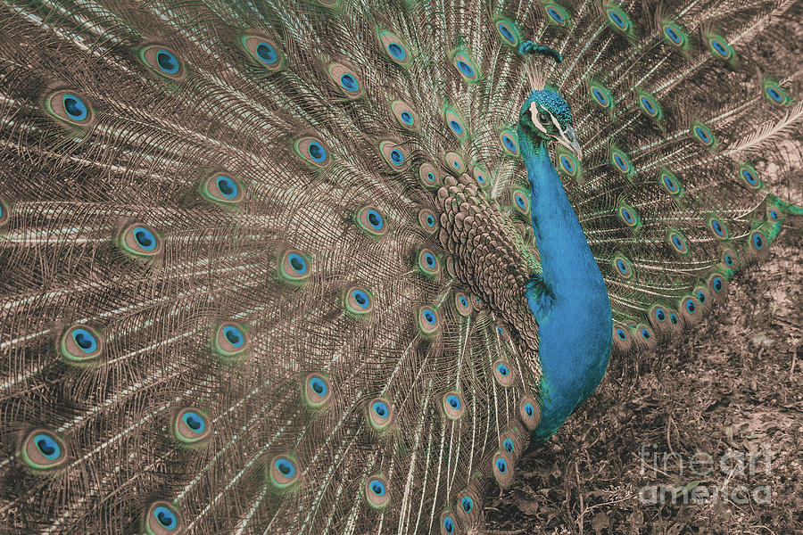 Gorgeous Peacock Closeup Outdoor Toned Photograph