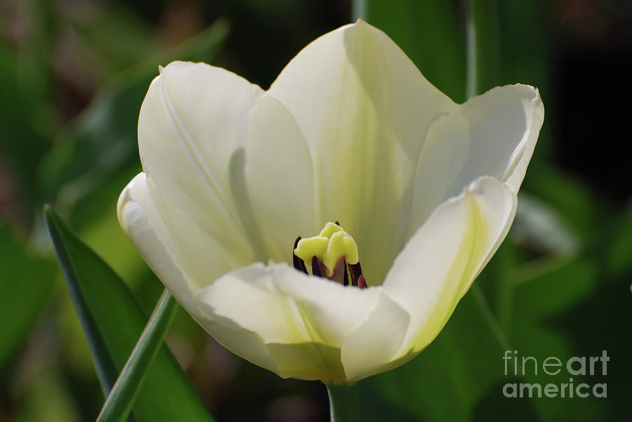 Gorgeous Perfect Flowering White Tulip Flower Blossom Photograph by DejaVu Designs