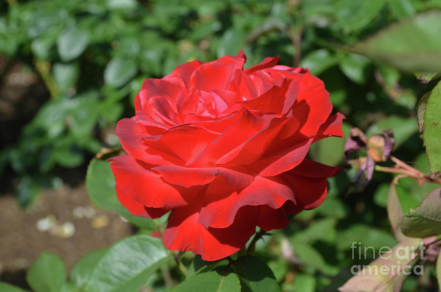 Gorgeous Perfect Red Rose Blossom in a Garden Photograph by DejaVu Designs