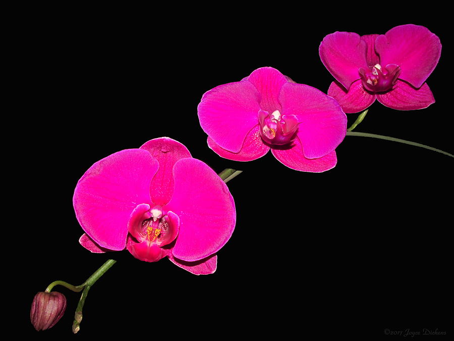 Gorgeous Phalaenopsis Orchid Spray Photograph by Joyce Dickens