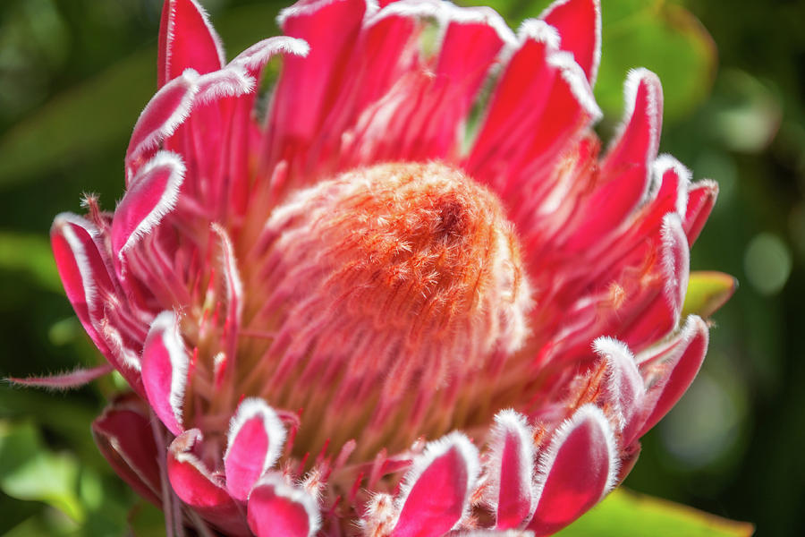 Gorgeous Pink Protea Bloom Photograph by Daniela Constantinescu - Fine ...