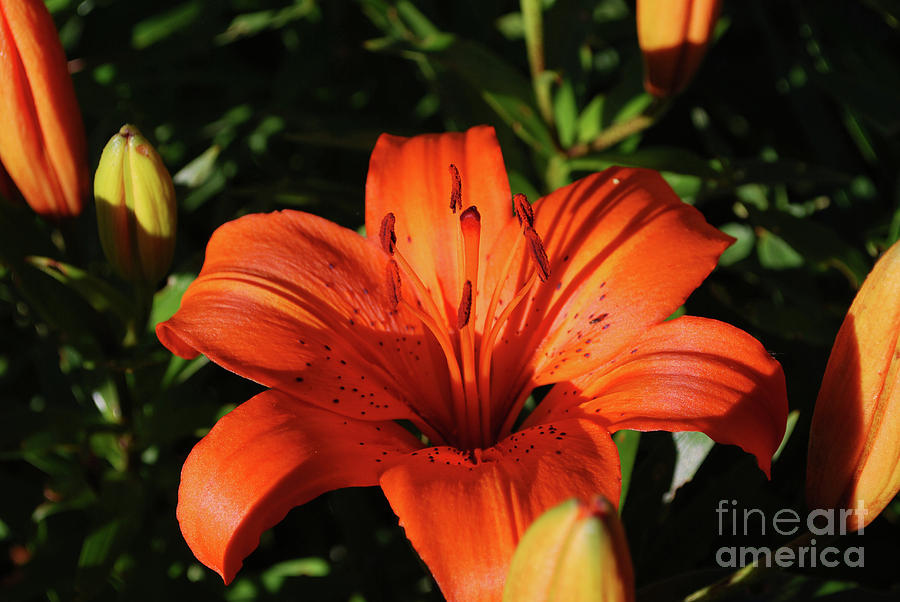 Gorgeous Pretty Orange Lily Flower Blooming in a Garden Photograph by DejaVu Designs