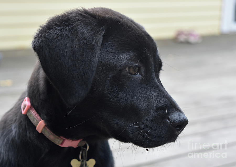 Gorgeous Profile of a Black Lab Puppy Dog Photograph by DejaVu Designs