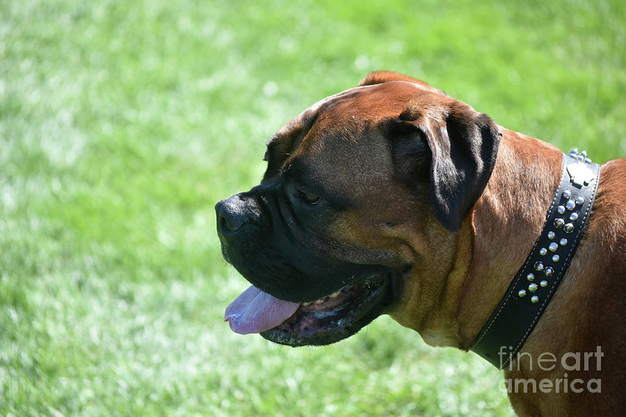 Gorgeous Profile of an English Mastiff Dog Photograph by DejaVu Designs