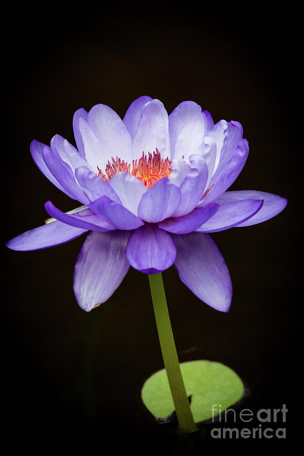 Gorgeous Purple Water Lily Photograph by Sabrina L Ryan