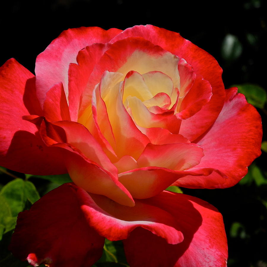 Gorgeous Rose in Coral and Yellow Photograph by Kirsten Giving