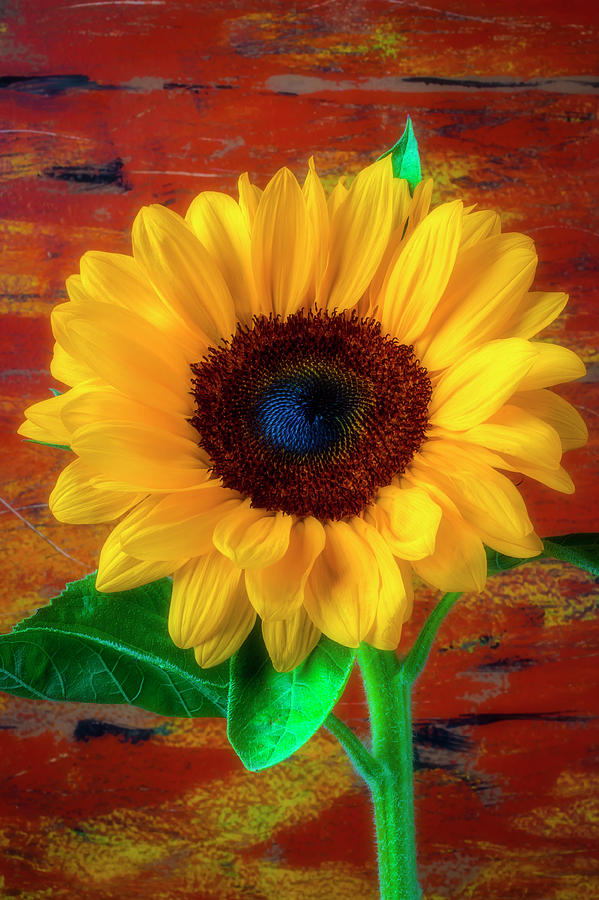 Gorgeous Rustic Sunflower Photograph by Garry Gay
