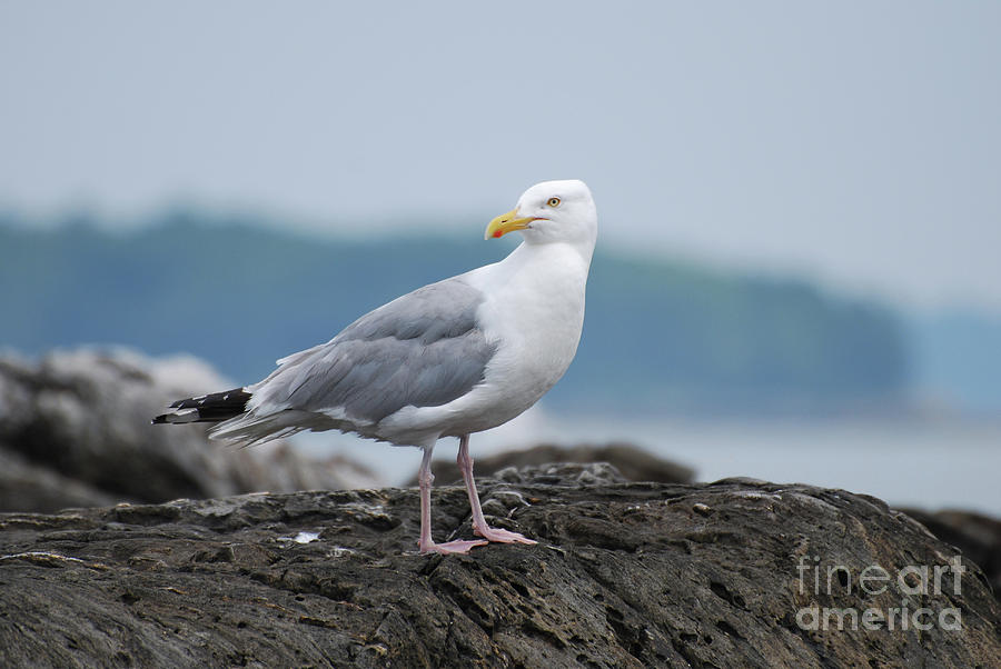 Gorgeous Seagull Standing on a Rock off the Coast Photograph by DejaVu Designs