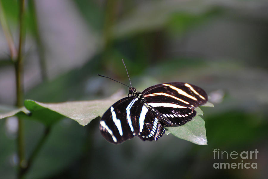 Gorgeous Shot of a Zebra Butterfly on a Leaf Photograph by DejaVu Designs