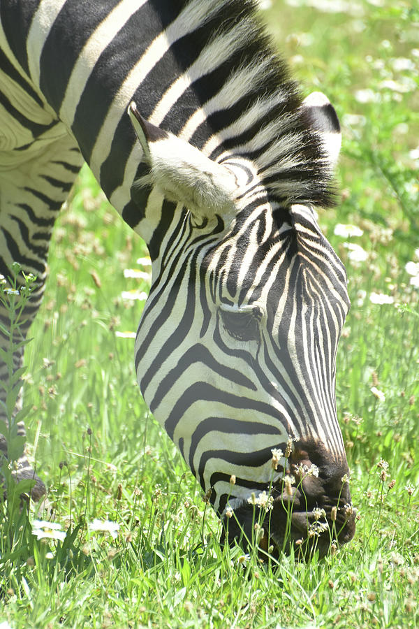 Gorgeous Striped Zebra In a Remote Location  Photograph by DejaVu Designs