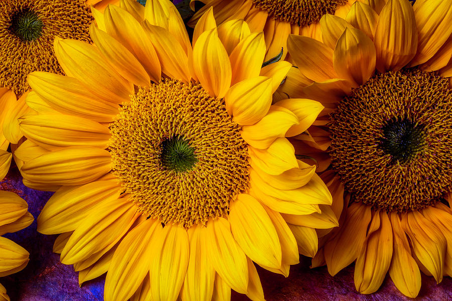 Gorgeous Sunflowers Photograph by Garry Gay