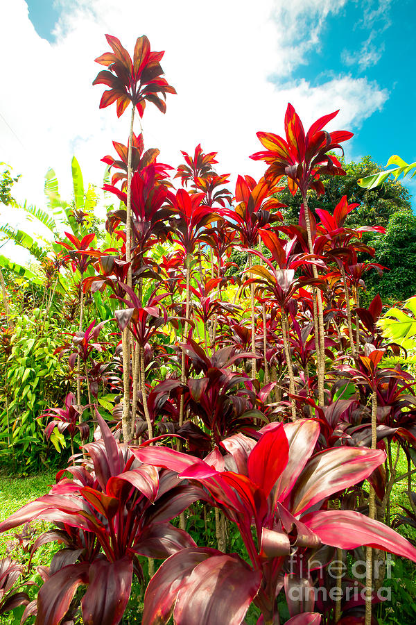 Gorgeous Tropical Red Ti Wailua Nui Maui Hawaii Photograph by Sharon Mau