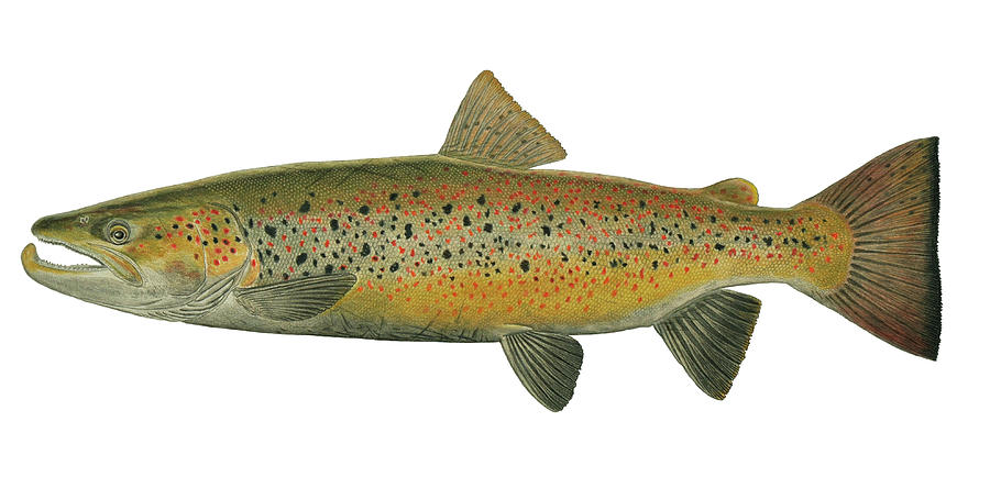 Gorgeous Trout Painting by Paul Vecsei