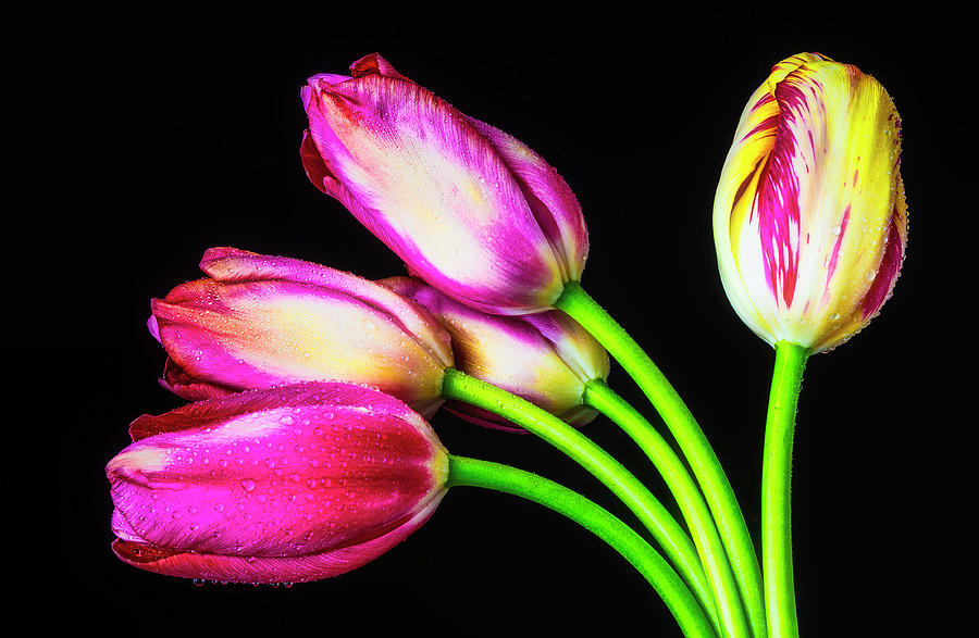 Gorgeous Tulip Bunch Photograph by Garry Gay
