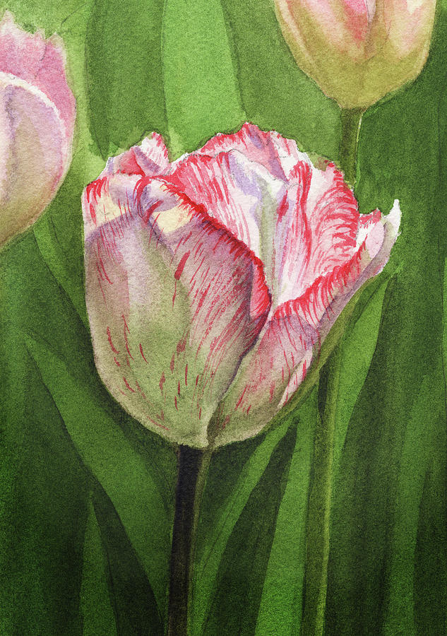 Gorgeous Tulip Watercolor Realism  Painting by Irina Sztukowski