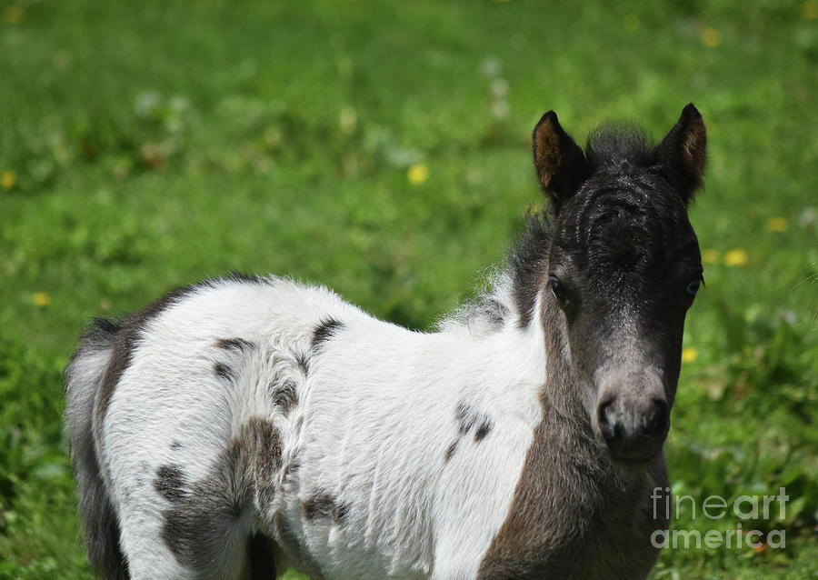 Gorgeous White and Black Miniature Horse in the Spring Photograph by DejaVu Designs