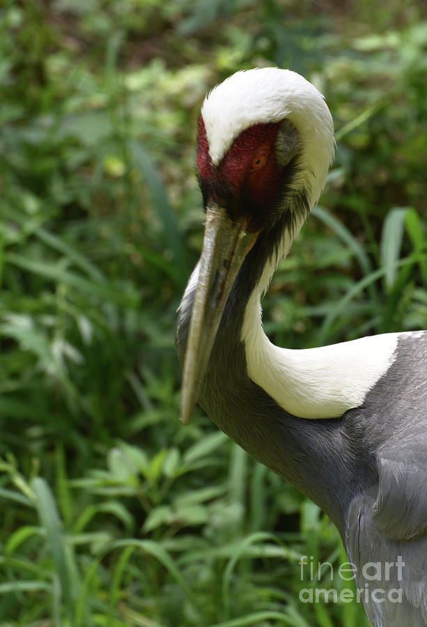 Gorgeous White Naped Crane with Striking Markings Photograph by DejaVu Designs