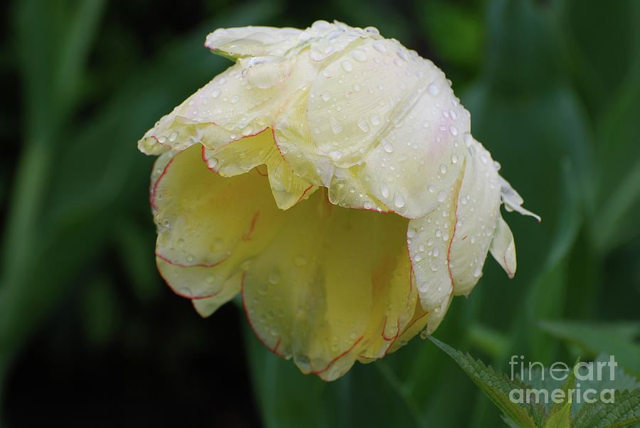 Gorgeous White Tulip with Raindrops on the Petals Photograph by DejaVu Designs