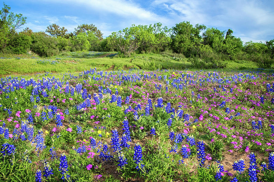 Gorgeous Wildflowers on the Willow City Loop Photograph by Lynn Bauer