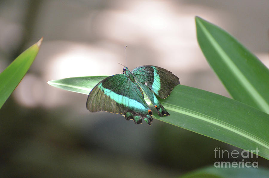 Gorgeous Wingspan of an Emerald Swallowtail Butterfly Photograph by DejaVu Designs