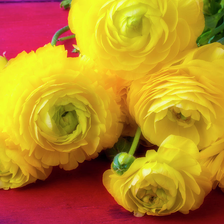 Gorgeous Yellow Ranunculus Photograph by Garry Gay