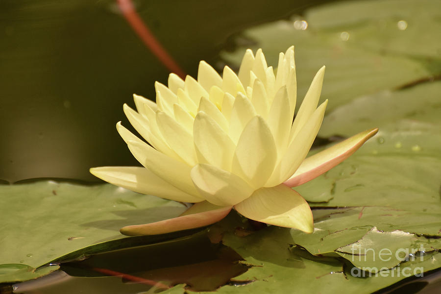 Gorgeous Yellow Water Lily in Full Bloom Photograph by DejaVu Designs