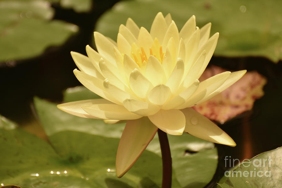 Gorgeous Yellow Water Lily in the Spring Photograph by DejaVu Designs