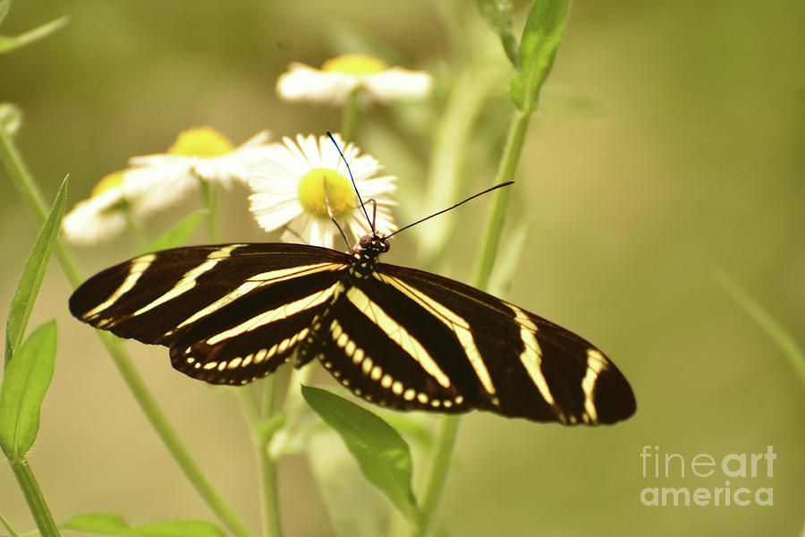 Gorgeous Zebra Butterfly in the Beautiful Sunlight Photograph by DejaVu Designs