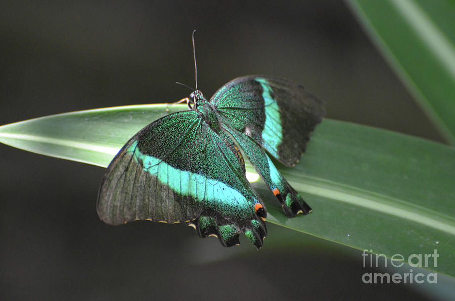 Gorgoeus Close Up of this Emerald Swallowtail Butterfly  Photograph by DejaVu Designs