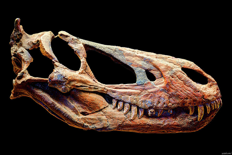 Gorgosaurus Skull Photograph by Weston Westmoreland