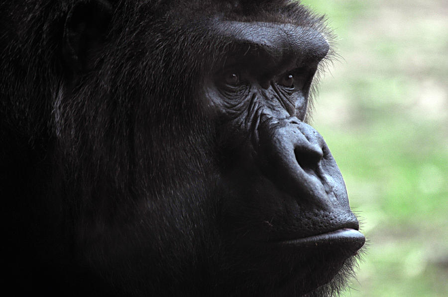 Gorilla 1 Photograph by Diana Douglass