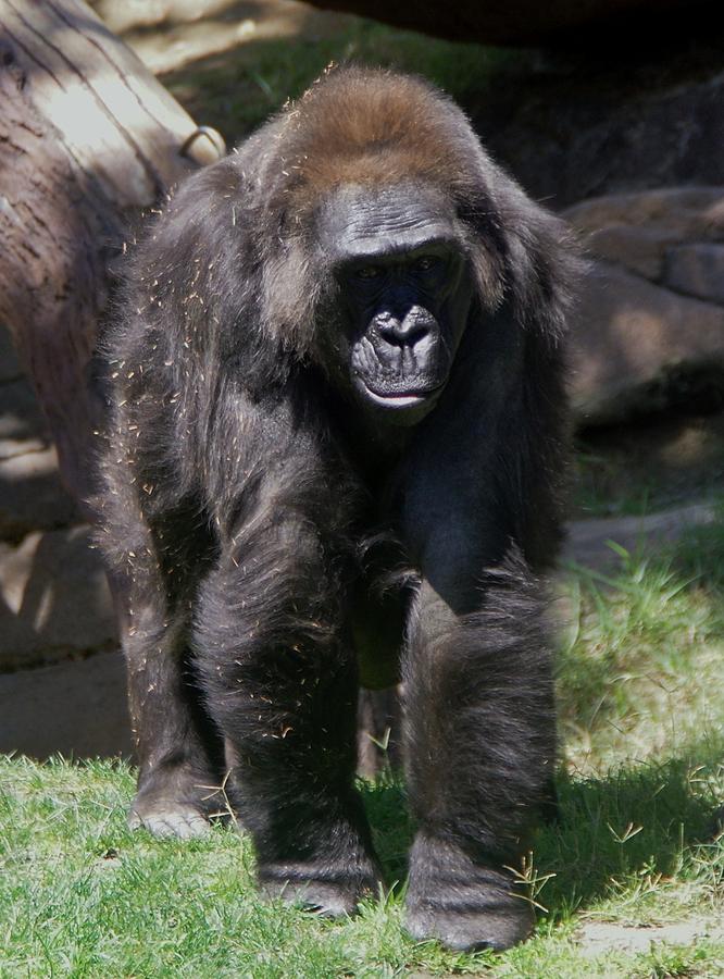 Gorilla 1 Photograph by Phyllis Spoor