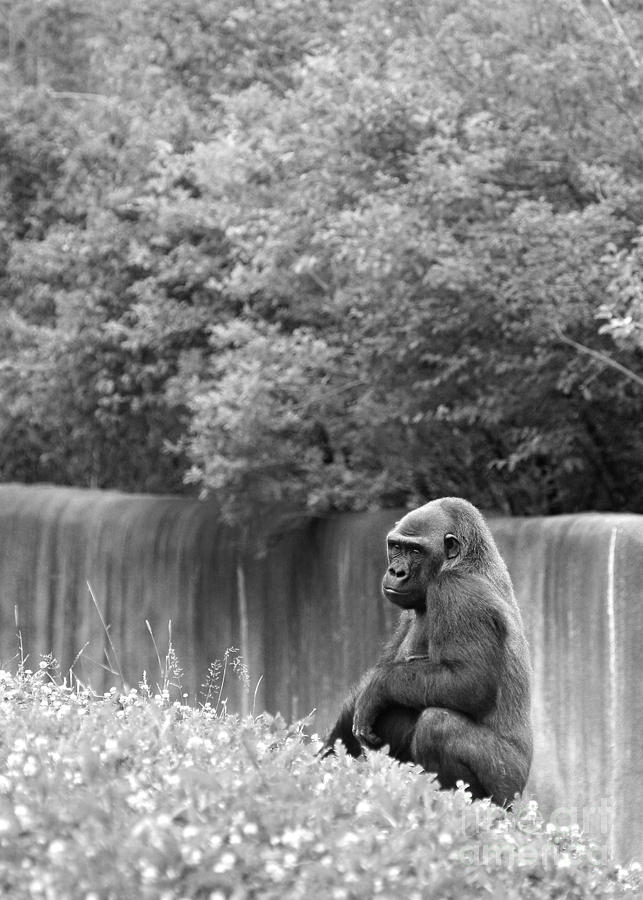 Gorilla in Black and White Photograph by Angela Rath