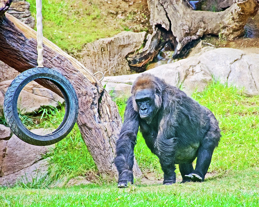 Gorilla at the Tire Swing at San Diego Zoo Safari Park near Escondidio,  California  Photograph by Ruth Hager